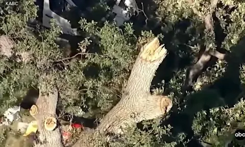 Cành cây bất ngờ rơi trúng nhóm trẻ đang chơi ở công viên, bé trai 8 tuổi không qua khỏi