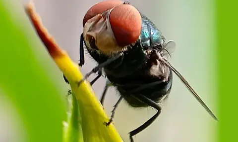 Nguy cơ mất trắng 100 tỷ USD vì giòi "ăn thịt người", Mỹ tung ra kế hoạch chưa từng có