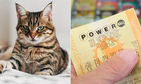 Chú mèo "thần tài" vô tình “đào” ra tấm vé số trúng 3,6 tỷ đồng giúp cả nhà đổi đời