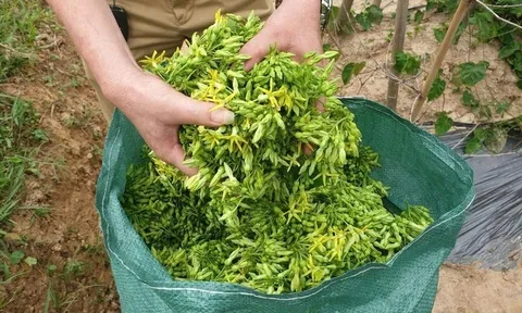 Cả làng rủ nhau dậy từ 2 giờ sáng hái loài hoa dân dã này, sáng ra ai cũng cầm bạc triệu trong tay