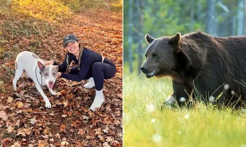 Chỉ với 1 vật dụng đơn giản, cô gái dũng cảm đánh đuổi gấu dữ để cứu chú chó cưng