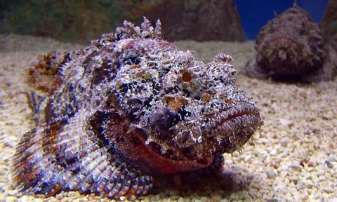 Loài cá có ngoại hình "kinh dị", độc tố mạnh nhất thế giới lại được giới sành ăn yêu thích