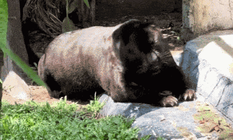 Clip: Báo đen "chubby" lăn lộn giữa trời nắng gây sốt MXH, ai cũng hỏi ăn gì mà "tròn" thế