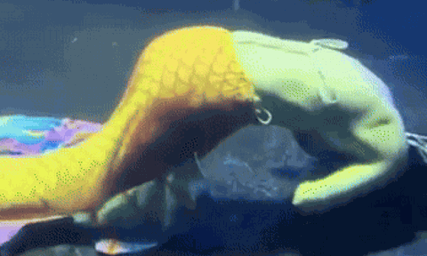 Nàng tiên cá co giật suốt 5 phút, suýt chết dưới đáy bể: Công việc mơ ước hay “bẫy tử thần”?