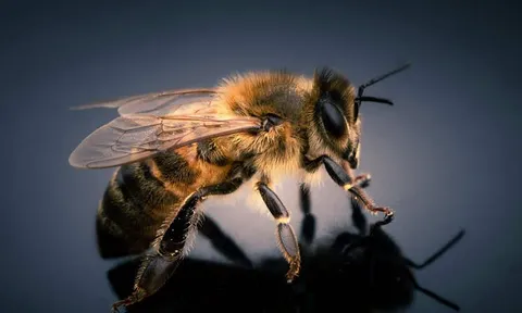 Khi ong mật biến thành "robot sống": Trung Quốc phát triển thành công ong cyborg đầu tiên trên thế giới