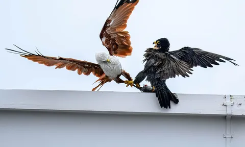 Cuộc tranh mồi ngoạn mục trên bầu trời: Diều hâu liều lĩnh giật mồi, chim cắt đáp trả quyết liệt và cái kết