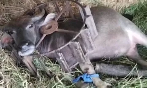 "Nghịch dại" chui đầu vào bánh xe, chú trâu khiến cả xóm phải hợp sức giải cứu, dân mạng cười bò