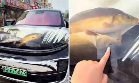 "Độ" nắp capo thành bể cá, tài xế bị cảnh sát cảnh cáo, cộng đồng mạng “ném đá” dữ dội