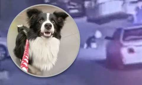 “Lucky của tôi đã chết như thế đấy”: Camera phơi bày sự thật khiến cô gái trầm cảm đau đớn tột độ