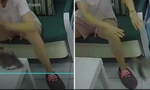 4 chú mèo con chết thảm sau màn “vuốt ve” của người phụ nữ: Camera phơi bày sự thật khiến dân mạng rùng mình