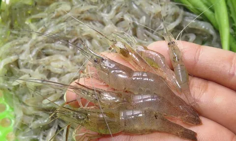 Từ “món cứu đói” thời khó khăn đến đặc sản khiến dân thành phố săn lùng, giờ đắt ngang thịt bò, 150.000 đồng/kg vẫn cháy hàng