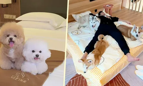 Khách sạn tung dịch vụ “ngủ cùng chó” với giá gần 1,7 triệu đồng/đêm, cam kết bồi thường nếu bị... cắn: Khách mê mẩn nhưng chuyên gia lo ngại nguy cơ tiềm ẩn
