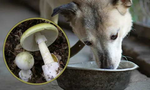 Thấy chó ăn không chết, ông lão 74 tuổi yên tâm nấu nấm cho cả nhà rồi nhận cái kết đắng