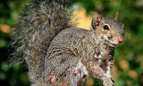 MXH xôn xao về hình ảnh “sóc zombie”, loài vật đáng yêu bỗng hóa gớm ghiếc vì căn bệnh da liễu kỳ lạ