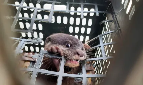 Loài động vật quý hiếm, cần được bảo vệ chui vào lờ bắt cá của người dân Quảng Trị có gì đặc biệt?