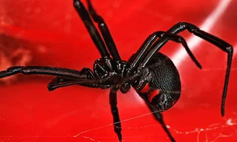 "Giờ thì mọi chuyện quá muộn rồi": Cả gia đình sốc nặng khi người cha mất mạng vì "chơi dại", mua 5 con nhện độc về nuôi