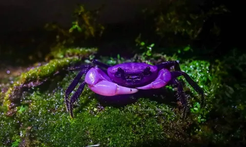 Loài cua tím hiếm thấy, lấp lánh như viên ngọc quý khiến cư dân mạng say mê và khen ngợi hết lời