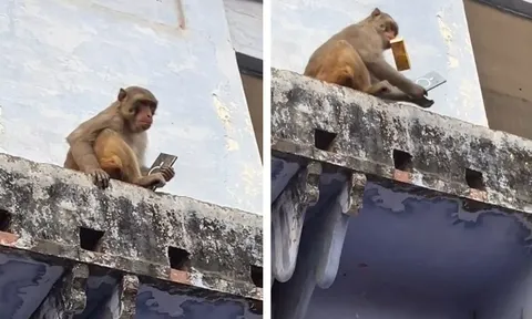 Clip: Tưởng mất toi chiếc Samsung S25 Ultra, chủ nhân ngỡ ngàng khi chú khỉ chỉ đòi một thứ này để “trả máy”