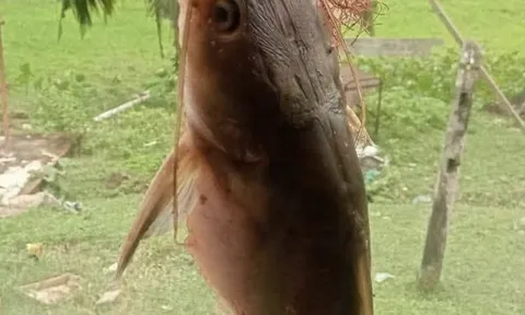 Ngư dân mổ bụng cá trê, bàng hoàng phát hiện bàn tay đứt lìa khiến dân mạng tranh cãi dữ dội