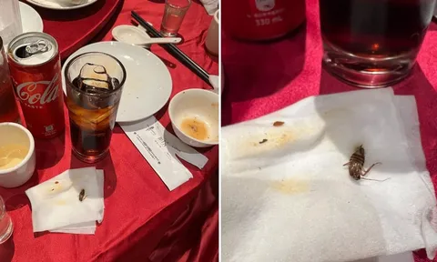 Uống Coca tưởng mát lạnh, nam thực khách bàng hoàng khi nhả ra con “tiểu cường” nguyên vẹn khiến cộng đồng mạng rùng mình