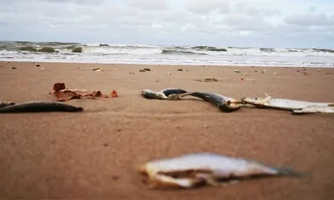 Bé trai 6 tuổi nguy kịch, suýt phải cưa chân chỉ vì giẫm phải cá chết trên bãi biển, bác sĩ cảnh báo nguy cơ từ vi khuẩn ăn thịt người