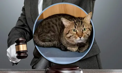 Chú mèo bị đưa ra đấu giá để... trả nợ thay chủ, cái kết bất ngờ khiến cộng đồng mạng thở phào