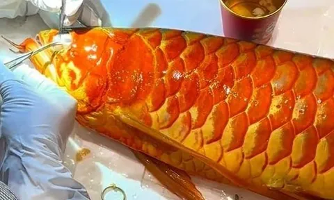 Cận cảnh màn "cắt mí" cho "siêu cá rồng" từng vô địch thế giới, trị giá hơn cả căn nhà, được trả 3,6 tỷ không bán