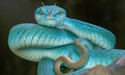 Tin vào mẹo dân gian nuốt mật rắn để khỏe, người đàn ông sốc nặng khi bác sĩ lôi ra ký sinh trùng dài tới 18 cm trong não