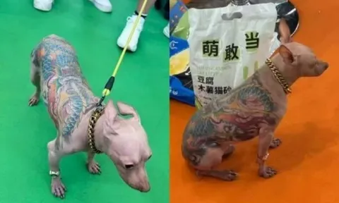 Chú chó "hổ báo" xăm trổ kín lưng như Yakuza xuất hiện tại triển lãm thú cưng khiến dân mạng phẫn nộ