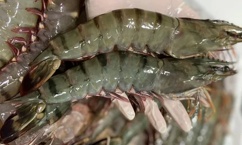 Đi chợ thấy 5 loại tôm này, tưởng rẻ hóa ra độc hại, bà nội trợ khôn ngoan nhất định tránh xa