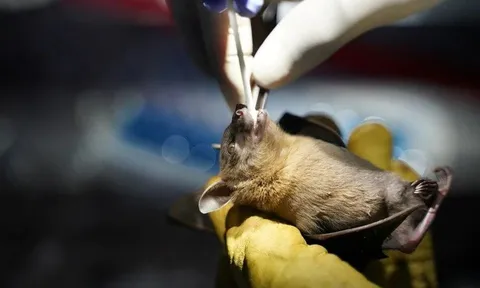 Dịch Ebola tiếp tục bùng phát ở Congo với 28 ca nghi nhiễm và 15 trường hợp tử vong, WHO cảnh báo nguy cơ lan rộng