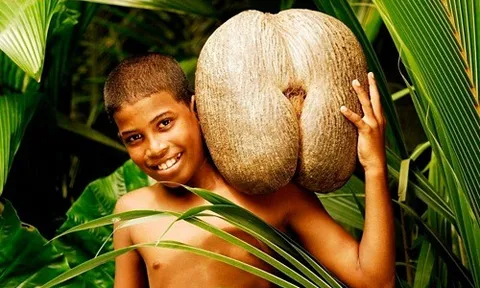 "Đỏ mặt" với loài cây có hình thù "nhạy cảm", hạt nặng tới 20kg, giá bán cả chục triệu đồng nhưng lại biết “chăm con” theo cách kỳ lạ