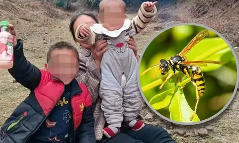 Hai anh em tử vong sau khi bị ong bắp cày đốt hàng trăm lần: Bi kịch đau lòng khiến cả làng rúng động