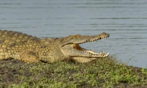 “Tôi đã nắm được tay nó rồi...”: Người cha run rẩy kể lại khoảnh khắc bất lực khi nhìn cá sấu kéo con trai xuống sông