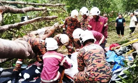 Kinh hoàng khoảnh khắc cây cổ thụ bật gốc, đè lên lều cắm trại khiến người phụ nữ tử vong trong thương tâm