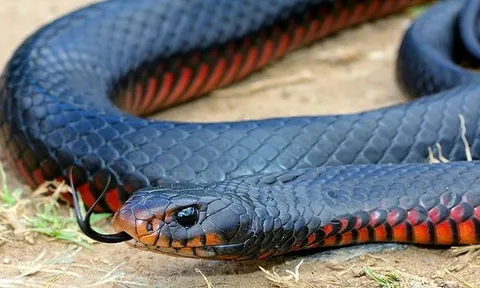 Đêm kinh hoàng trong căn phòng khóa trái: Người phụ nữ bị gia đình chồng nhốt vào phòng kín, thả rắn độc cắn vì mâu thuẫn của hồi môn