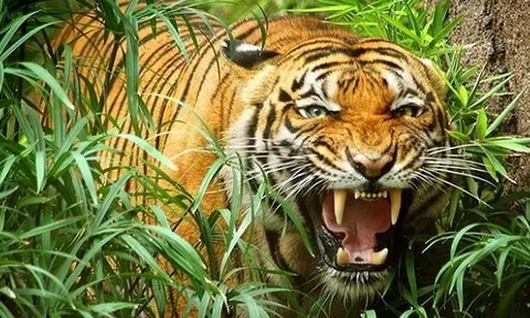 Đi chăn bò như mọi ngày, người đàn ông không ngờ mình lại bỏ mạng dưới nanh vuốt hổ dữ