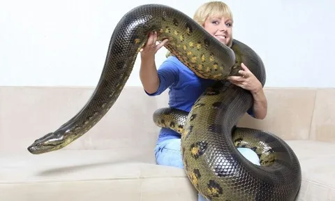 Bé gái 2 tuổi đang ngủ thì bị trăn khổng lồ siết chết, bi kịch xuất phát từ sự bỏ bê của chính mẹ ruột và bạn trai