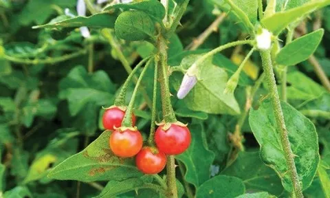Không cần thuốc đắt tiền, 4 loại lá quanh nhà này cũng giúp mát gan, giải độc cơ thể hiệu quả