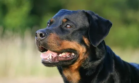 Bé trai 2 tuổi bị hai con chó cắn tử vong tại nhà trẻ