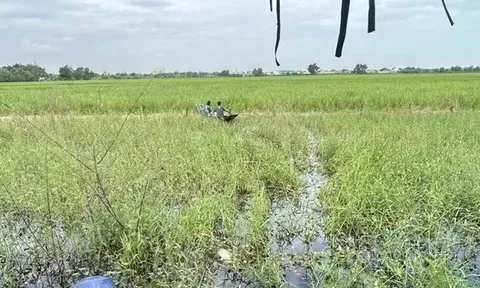 Sau hai ngày mất tích, người đàn ông 29 tuổi được tìm thấy tử vong giữa đồng lúa, trên người không mảnh vải che thân