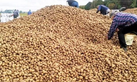 Một đêm mất trắng 150 tấn khoai: Người nông dân khóc nghẹn vì tin đồn “cho không vì ế hàng”