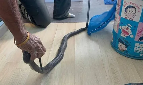 “Bà có thương cháu không?”: Cuộc gọi cuối cùng nghẹn ngào của người đàn ông sau khi bị rắn hổ mang cắn khiến ai cũng xót xa