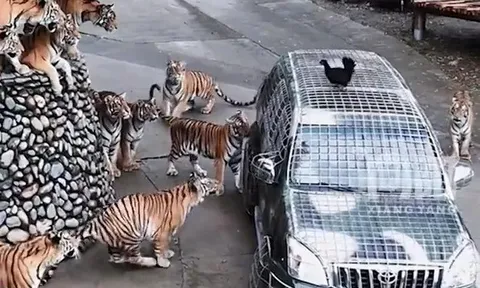 "Việc nhẹ lương cao": Vườn thú tuyển tài xế cho hổ ăn, lương hơn 180 triệu đồng/tháng gây “bão” mạng