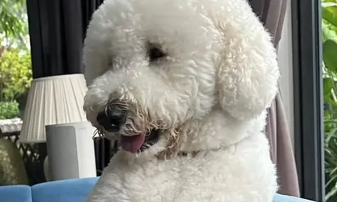 Gửi chó cưng đi tắm, người đàn ông nhận lại thi thể đầy máu, sốc nặng khi xem lại camera