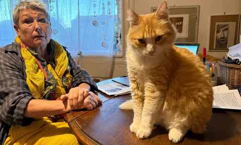 Nuôi mèo mà cũng bị phạt hơn 35 triệu đồng, người chủ kêu trời vì “bị oan”