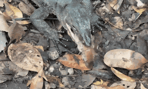 Clip: Xem cảnh kỳ đà "ăn tươi nuốt sống" tôm hùm bùn quý hiếm