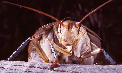 Nuốt... gián để nhận thưởng, người đàn ông tử vong chỉ sau vài phút