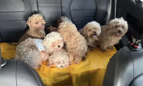 Bị phạt gần 400 triệu vì nuôi tới 79 con chó