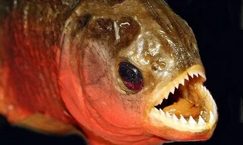 Bé gái 2 tuổi tử vong thương tâm sau khi rơi xuống sông vì loài "thủy quái" khét tiếng này